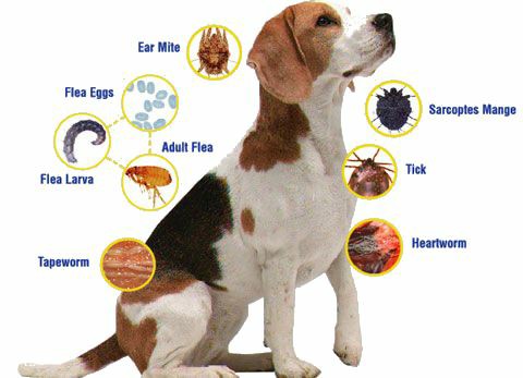 does revolution kill tapeworms in dogs